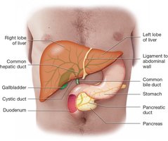 Liver and biliary anatomy