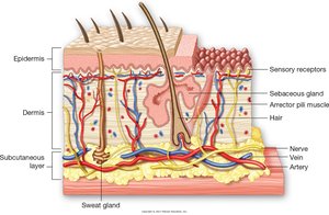 Microscopic view of the skin structure