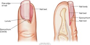 Structure of the fingernail