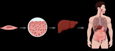 Levels of body organization: cell, tissue, organ, organ system