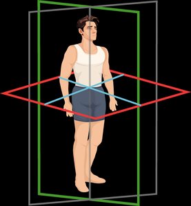 Body planes: frontal, sagittal, transverse
