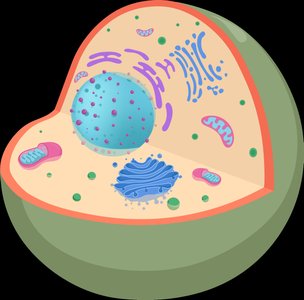 Diagram of a cell showing nucleus, cytoplasm, and cell membrane
