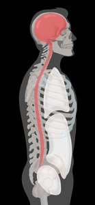 Dorsal body cavities: cranial and spinal