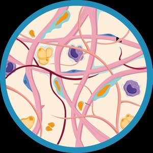 Connective tissue diagram