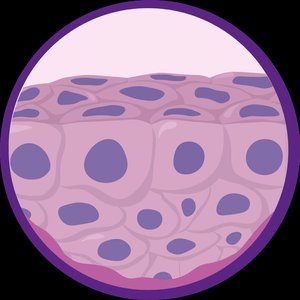 Epithelial tissue diagram