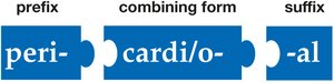 Dividing medical words: pericardial