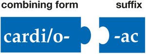 Building medical words: pertaining to the heart (vowel suffix)