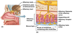 Anatomy of olfactory structures in the nasal cavity