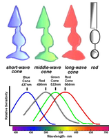 Types of cones and their absorption spectra