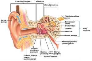 Anatomy of the ear: outer, middle, and inner regions
