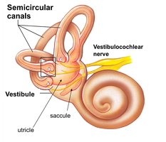 Semicircular canals and vestibule for equilibrium