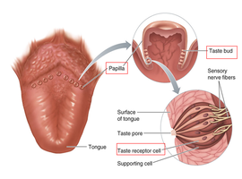 Anatomy of taste buds and tongue papillae