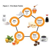 Diagram of the five basic tastes