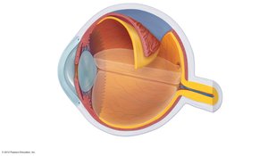 Cross-section of the eye showing main layers