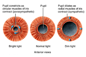 Pupillary reflex and accommodation