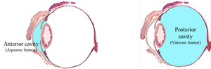 Anterior and posterior cavities of the eye