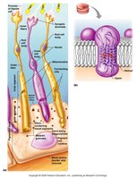 Structure and function of rods and cones