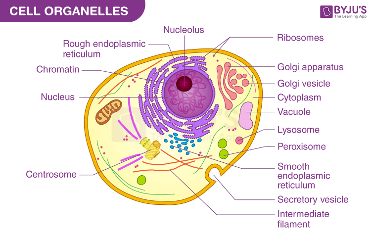 Diagram of cell organelles