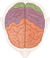Diagram of brain showing lobes and hemispheres