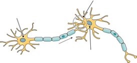 Diagram of neurons showing synapse, presynaptic cell, and postsynaptic cell