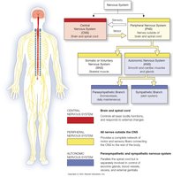 Autonomic nervous system diagram