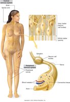 Diagram of central and peripheral nervous system