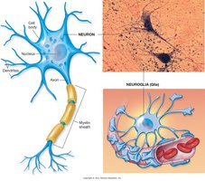 Neuron and neuroglia structure