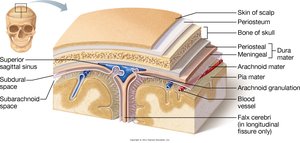Meninges layers of the brain