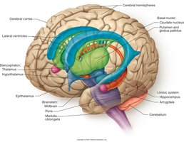 Major structures of the brain