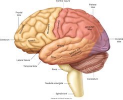 Cerebrum and its lobes