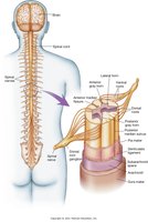 Spinal cord and spinal nerves