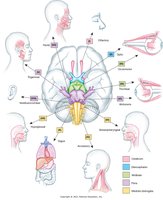 Cranial nerves and their functions