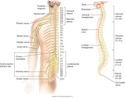 Spinal nerves and cauda equina