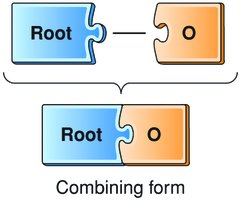 Root and combining vowel illustration