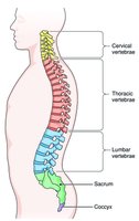Spinal column illustration with coccyx