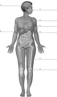 Diagram of human body with labeled organs