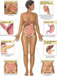 Diagram of the digestive system and its organs