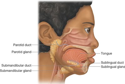 Salivary glands and ducts