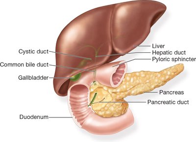 Liver, gallbladder, and pancreas with ducts