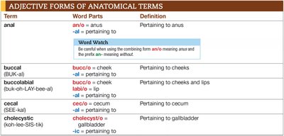 Adjective forms of anatomical terms table 1