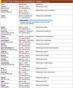 Adjective forms of anatomical terms table 2