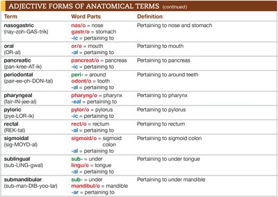 Adjective forms of anatomical terms table 3