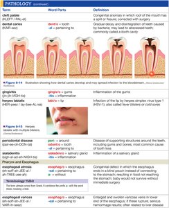 Pathology terms and definitions table 4