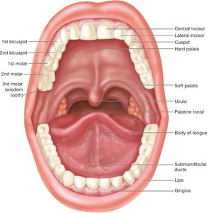 Anatomy of the oral cavity and teeth