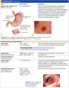 Pathology terms and definitions table 6
