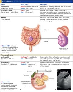 Pathology terms and definitions table 9