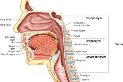Sagittal section of the pharynx and oral cavity