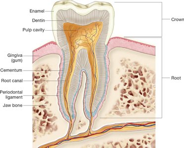 Structure of a tooth