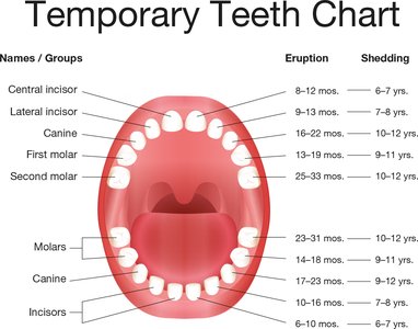 Temporary teeth chart showing eruption and shedding times