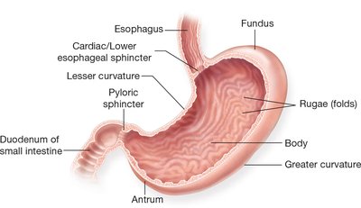 Anatomy of the stomach